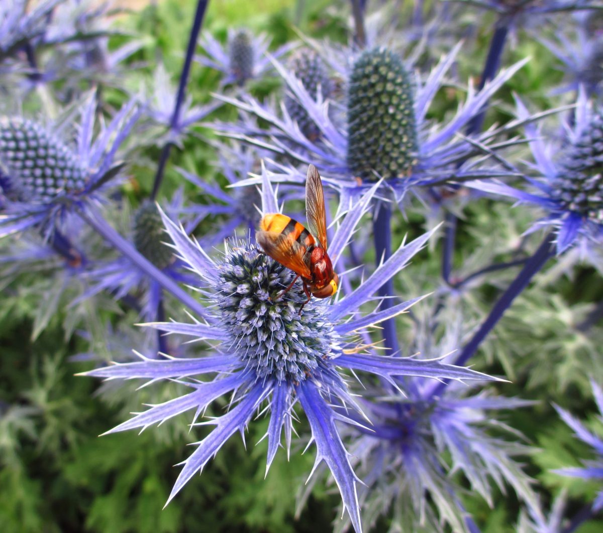 Hornet Mimic Hoverfly on Eryngium | Wildlife Gladstone Park