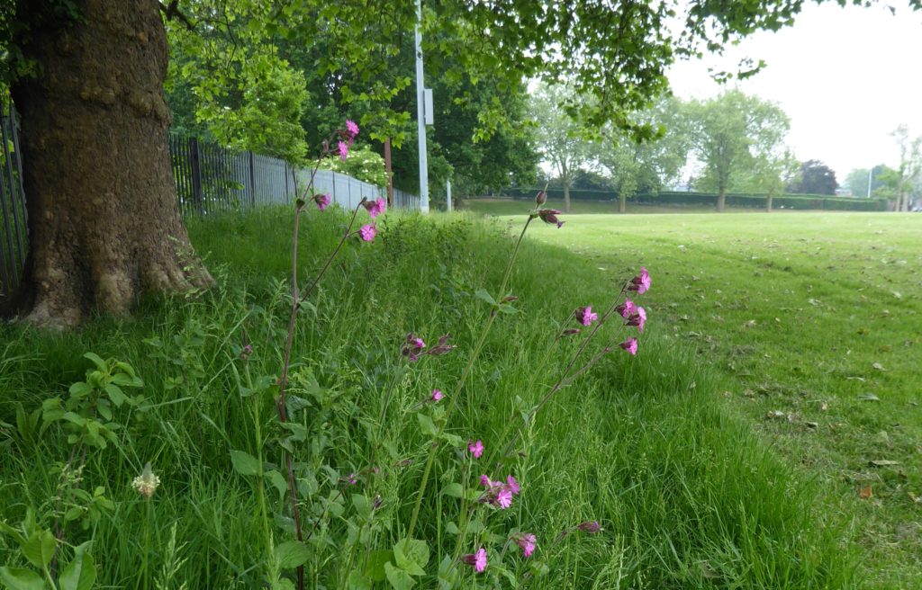 Hedge planting in January