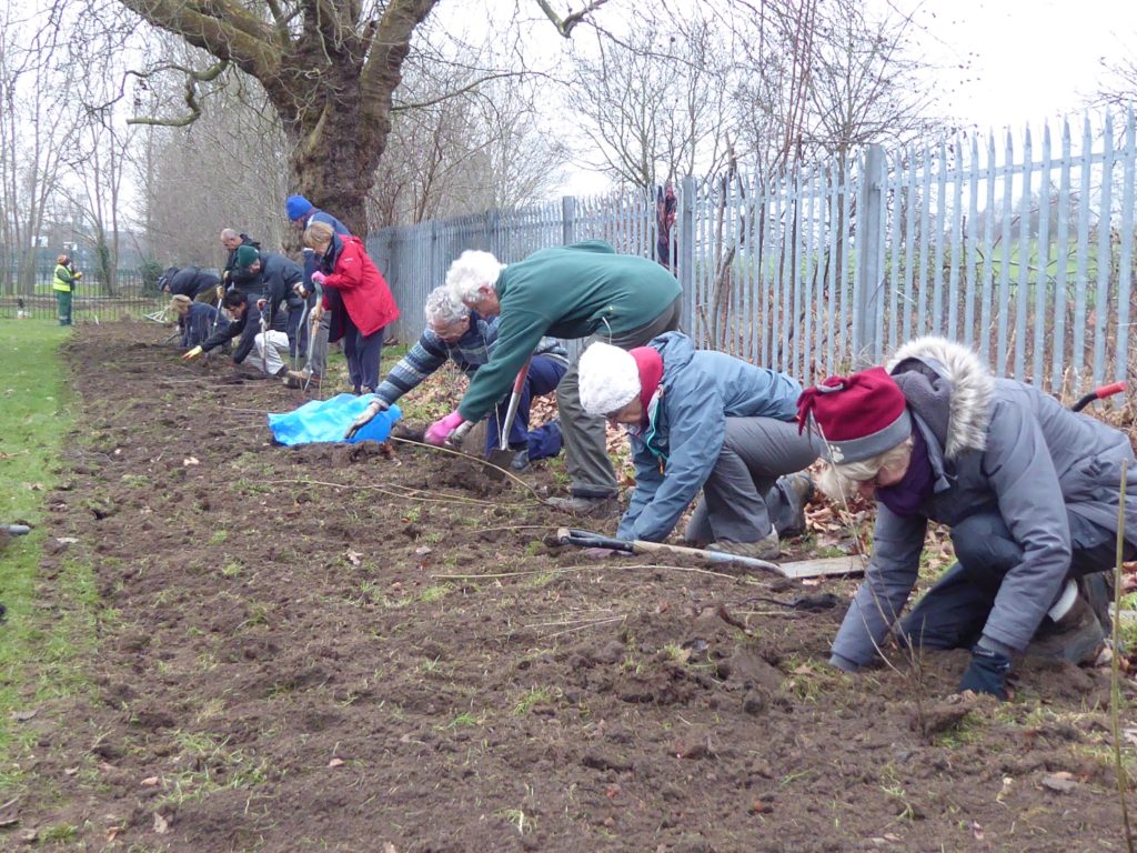Hedge | Friends of Gladstone Park