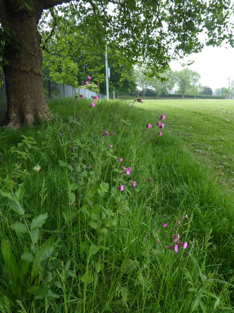 Hedge | Friends of Gladstone Park