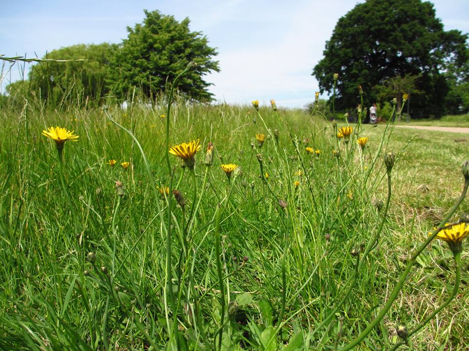 Thank you | Friends of Gladstone park